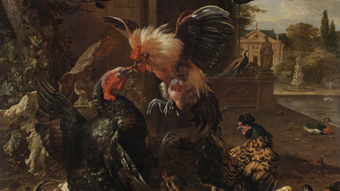 A Rooster And Turkey Fighting