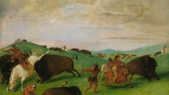 Buffalo Chase Bull Protecting a Cow And Calf