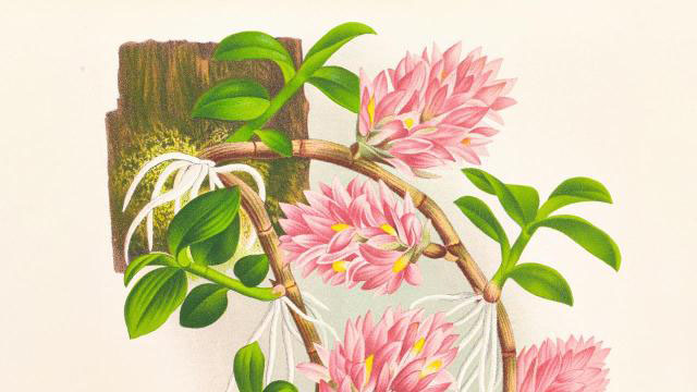 Dendrobium Bracteosum