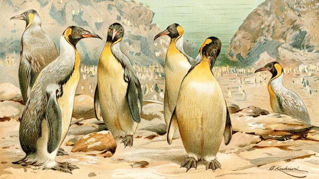 Giant Penguins