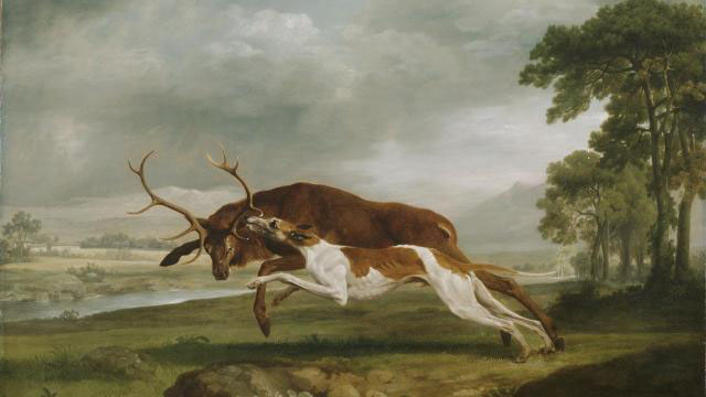 Hound Coursing a Stag