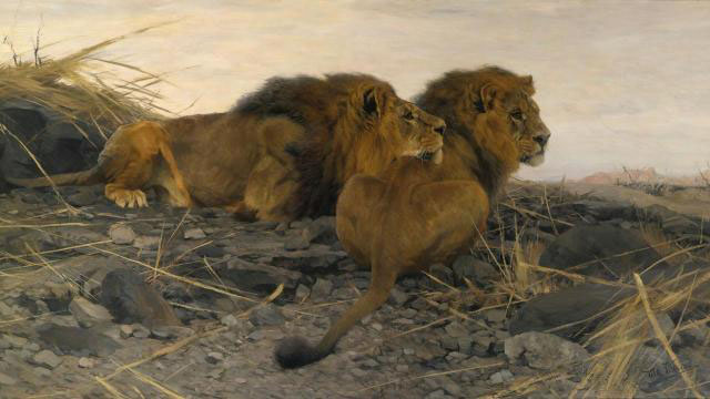 Lions at Watch